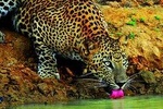 LEOPARDS Wilpattu Wild Life Day Tour