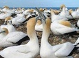 Eco Group tour to Muriwai Beach and Gannet Colony 