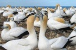 Eco Group tour to Muriwai Beach and Gannet Colony 