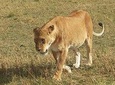 3 day Maasai Mara Adventure Group Safari