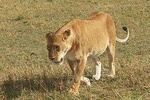 3 day Maasai Mara Adventure Group Safari