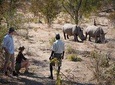 Private Rhino Walking Safari Experience from Livingstone