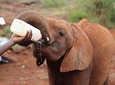 Day tour- Nairobi National park, elephant Orphanage & Bomas of Kenya