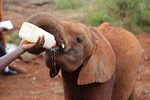 Day tour- Nairobi National park, elephant Orphanage & Bomas of Kenya