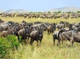 7-Day Luxury Migration Safari-Northen Tanzania