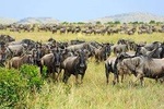 7-Day Luxury Migration Safari-Northen Tanzania