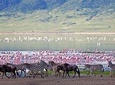 Lake Elementaita Guided Flamingoes Day Tour from Nairobi