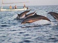 Bali Dolpin Tour