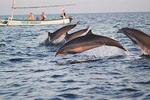 Bali Dolpin Tour