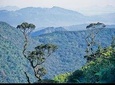 LION KING - Sinharaja Rain Forest Day Tour