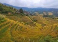 Guilin Tea plantation and Longji Rice Terraces Day Tour from Xingping hotel