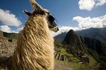 Machu Picchu Day Trip First Class Train option from Poroy