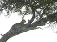 4-Day Camping Safari Including Serengeti & Ngorongoro