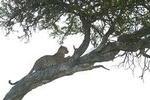 4-Day Camping Safari Including Serengeti & Ngorongoro