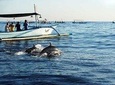 Lovina Dolphine tour 