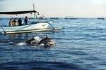 Lovina Dolphine tour 