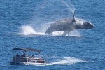 Experience Whale Watching in Cabo! 