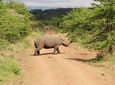 Nairobi National Park, Elephant Sanctuary and Giraffe Center