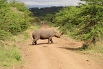 Nairobi National Park, Elephant Sanctuary and Giraffe Center