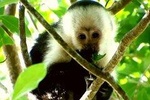 Night Walk in Monteverde