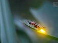 Kuala Selangor Firefly Tour