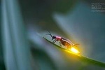 Kuala Selangor Firefly Tour