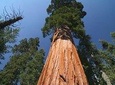 Sequoia National Park Adventure from Tulare