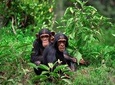 2 Days of Chimpanzee Trekking
