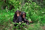 2 Days of Chimpanzee Trekking