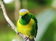 Birdwatching in Monteverde