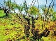 Discover the unique wine and villages of the Sierra de Salamanca