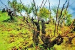 Discover the unique wine and villages of the Sierra de Salamanca