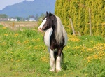 Visit Blackstone Clydesdale, Cumnock, Scotland