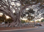 See Moreton Bay Fig Tree (Santa Barbara), California