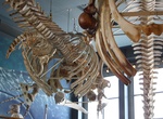 Visit New Bedford Whaling National Historical Park, Massachusetts