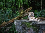 Visit Singapore Zoo