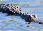 Explore Everglades National Park, Florida (UNESCO site)
