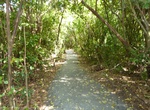 Hike Gumbo Limbo Trail, Everglades National Park, Florida