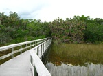 Hike Mahogany Hammock Trail, Everglades National Park, Florida
