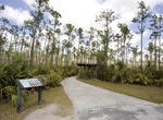 Hike Pineland Trail, Everglades National Park, Florida