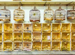 Stroll Bird Market, Hong Kong