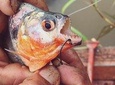 piranha fishing