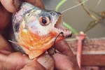 piranha fishing