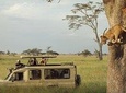 Excellent Safari and Luxurious Safari Tanzania