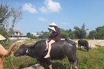 Discovering Hoi An Countryside Local style From Hoi an