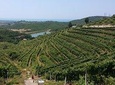 Wine, Raki and olive oil tasting day tour from Tirana