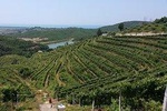 Wine, Raki and olive oil tasting day tour from Tirana
