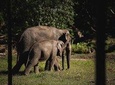 Elephant Jungle Sanctuary: Half Day Morning Program