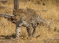 4 Days Camping Safari in Central Kalahari Game Reserve & Nxai Pan