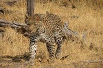 4 Days Camping Safari in Central Kalahari Game Reserve & Nxai Pan